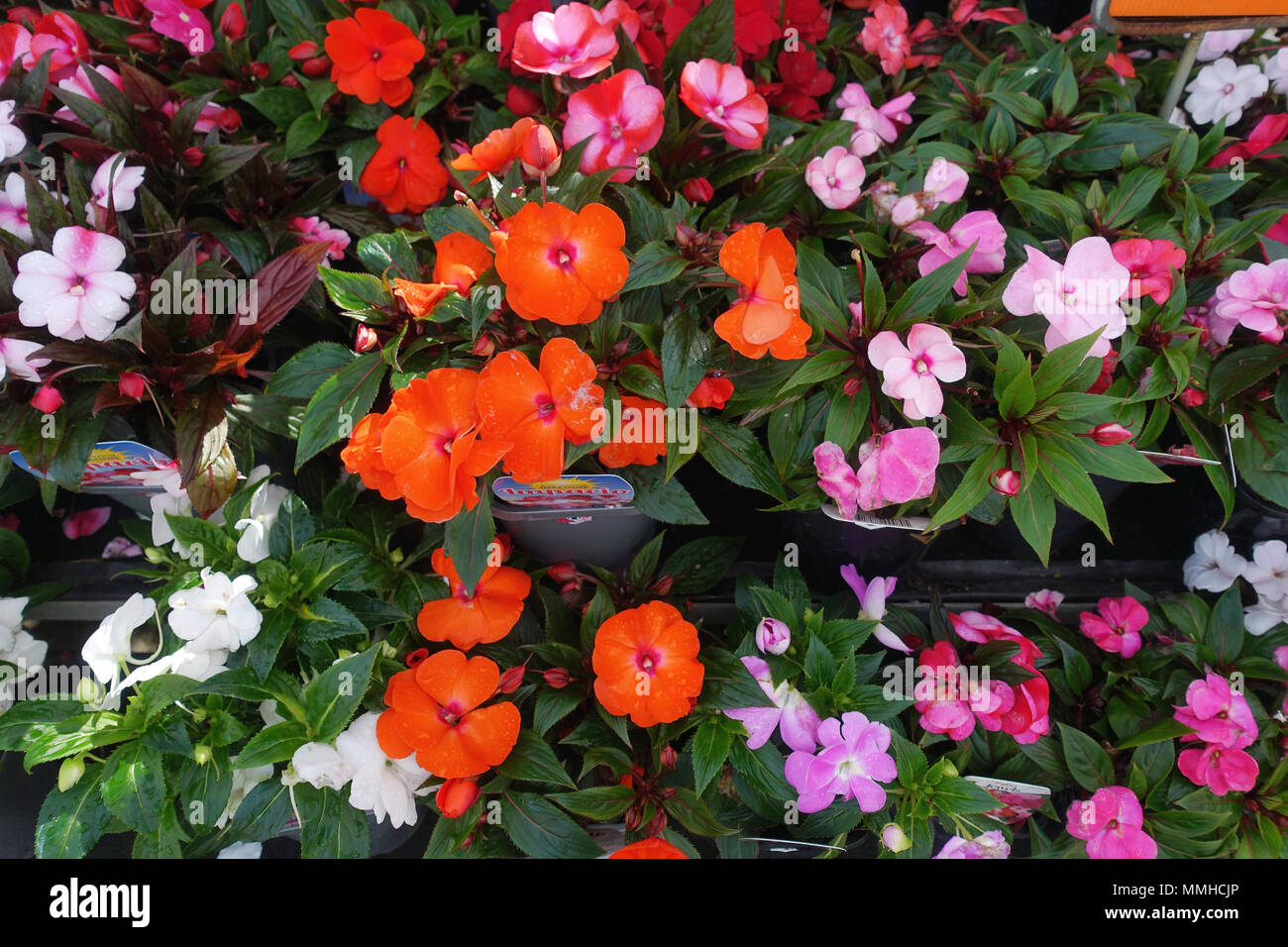 Impatiens fiori in piena fioritura Foto Stock