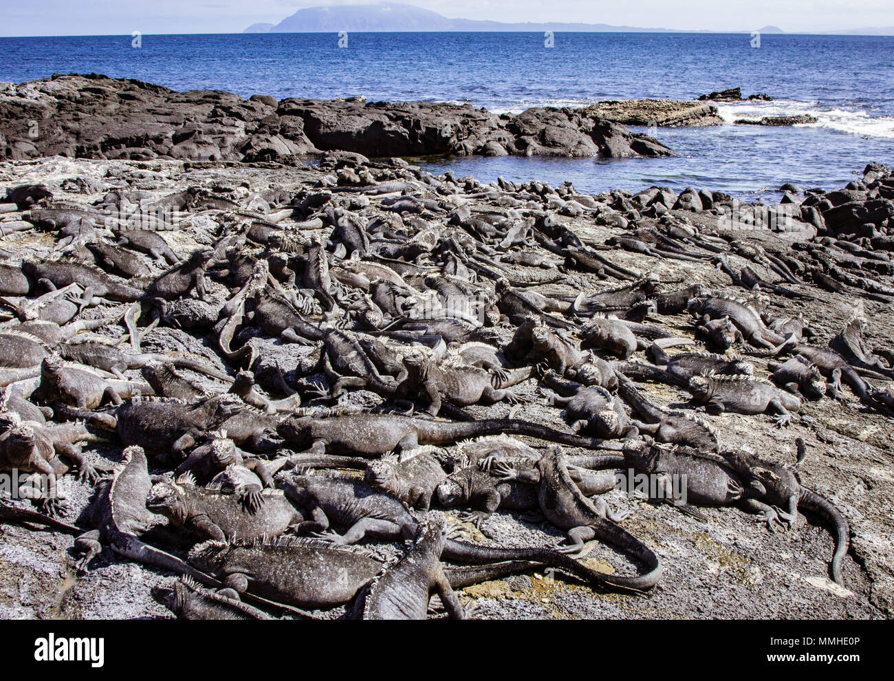 Più grande colonia di iguane marine nelle Galapagos sono situati a Punta Espinoza, Fernandina. Foto Stock