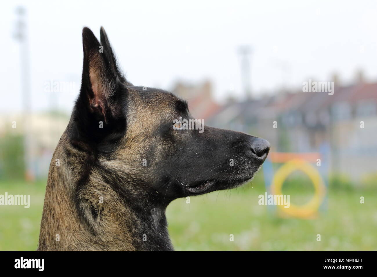 Faccia di un belga Malinois cane pastore attento agli ordini con un vivace e felice di guardare Foto Stock