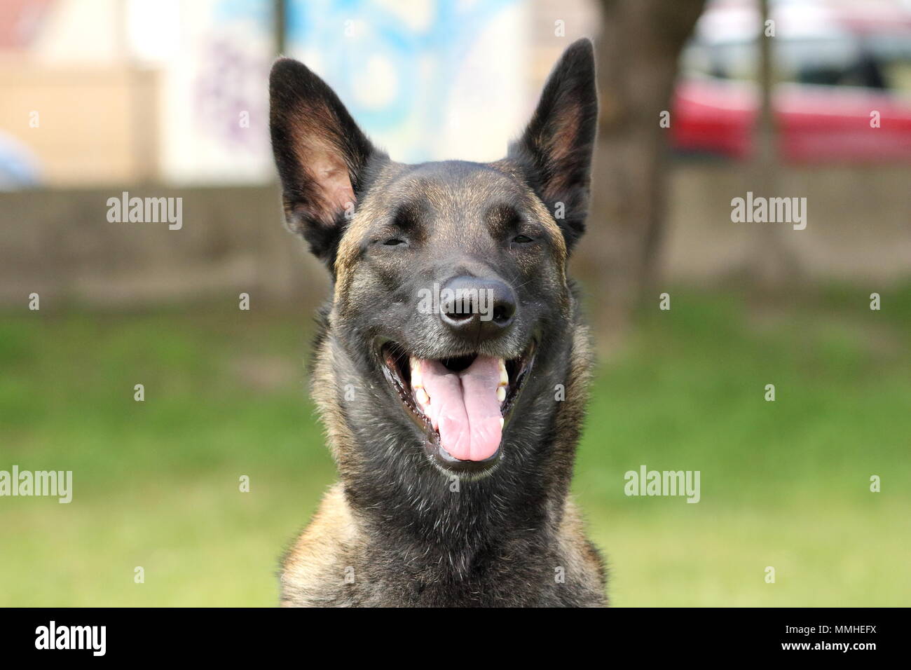 Faccia di un belga Malinois cane pastore attento agli ordini con un vivace e felice di guardare Foto Stock