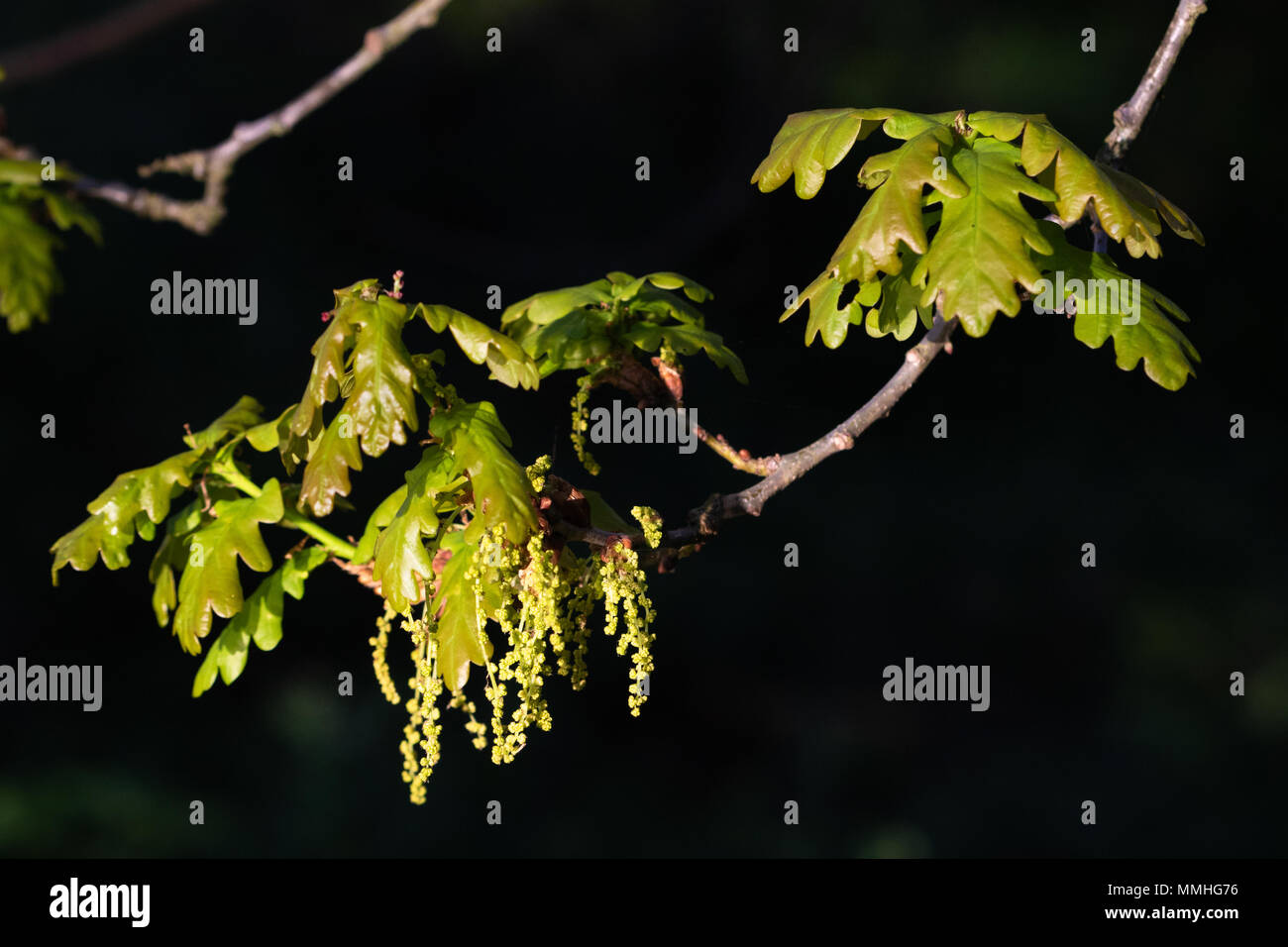 Farnia (Quercus rober). Fresche foglie e fiori Foto Stock