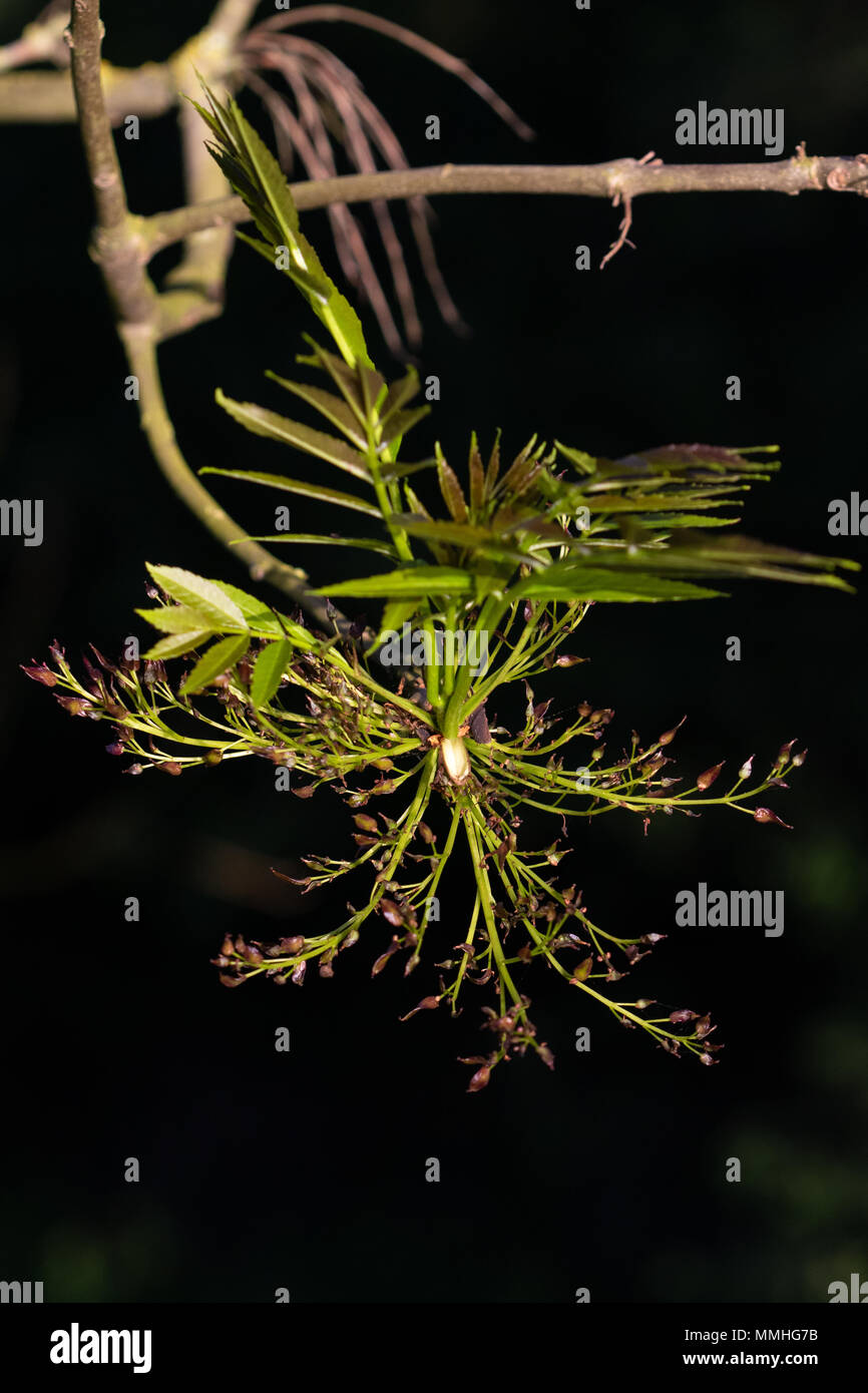 Cenere comune (Fraxinus excelsior). Le foglie fresche, vecchio di fiori e di corpi fruttiferi (semi) Foto Stock