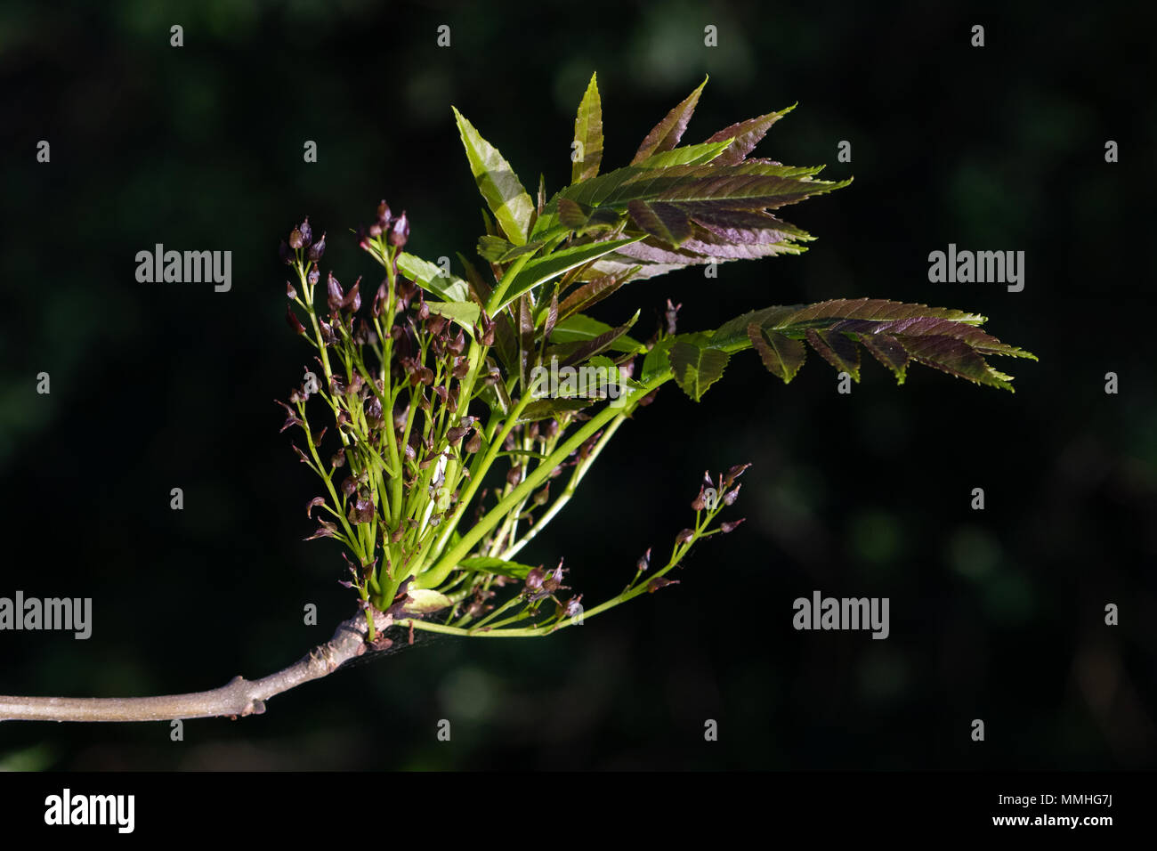 Cenere comune (Fraxinus excelsior). Le foglie fresche, vecchio di fiori e di corpi fruttiferi (semi) Foto Stock