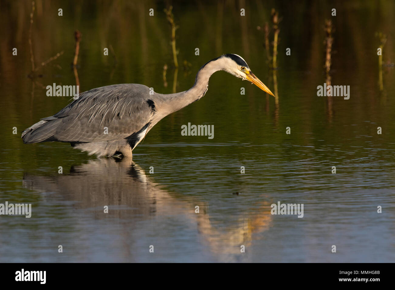 Airone cinerino (Ardea cinerea) pesca vicino alla riva di un laghetto di acqua dolce Foto Stock