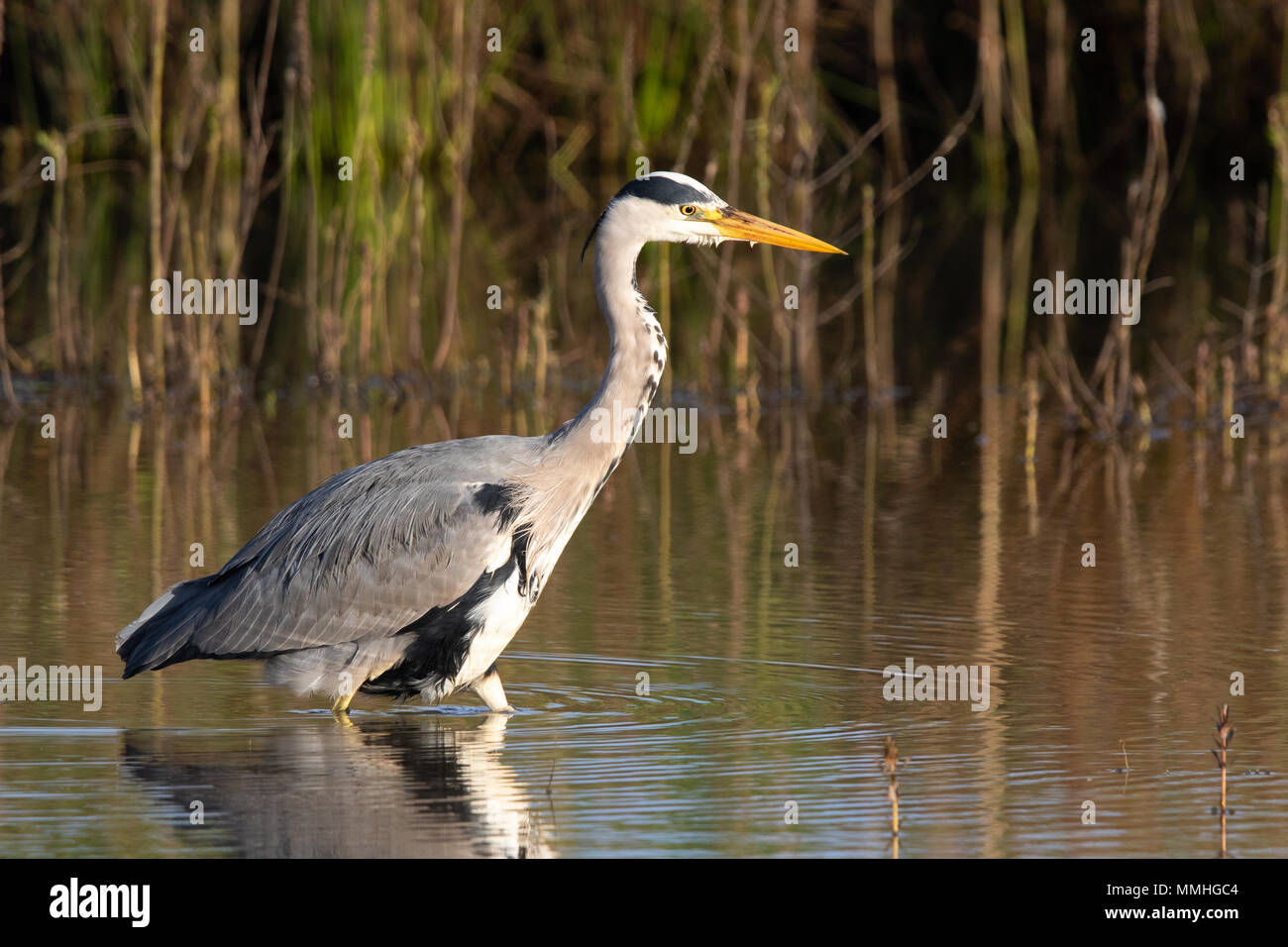 Airone cinerino (Ardea cinerea) wading vicino alla riva di un laghetto di acqua dolce Foto Stock