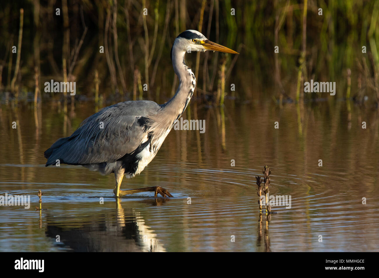 Airone cinerino (Ardea cinerea) wading vicino alla riva di un laghetto di acqua dolce Foto Stock