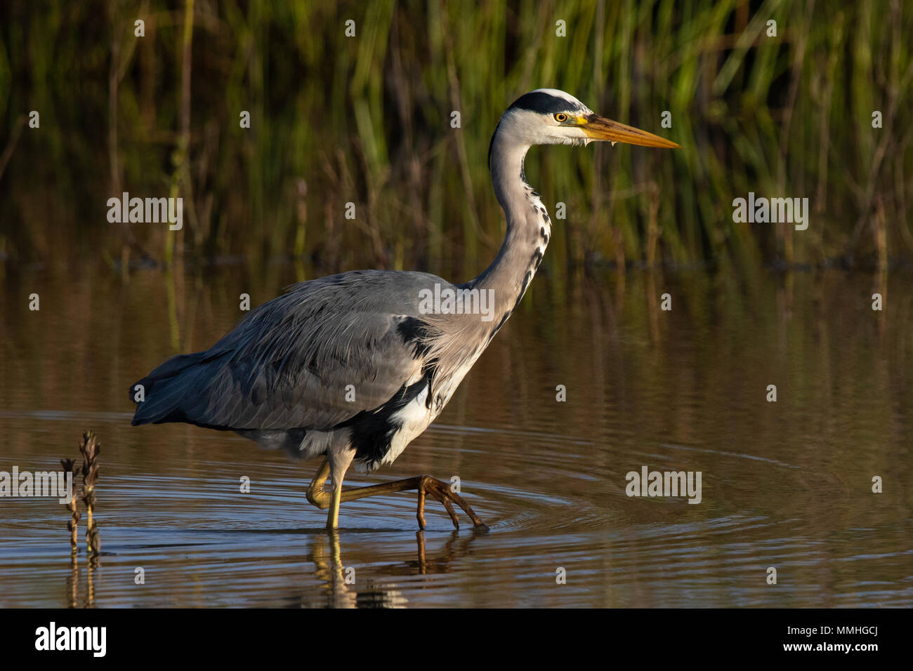 Airone cinerino (Ardea cinerea) wading vicino alla riva di un laghetto di acqua dolce Foto Stock