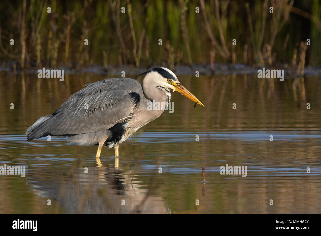 Airone cinerino (Ardea cinerea) wading vicino alla riva di un laghetto di acqua dolce Foto Stock