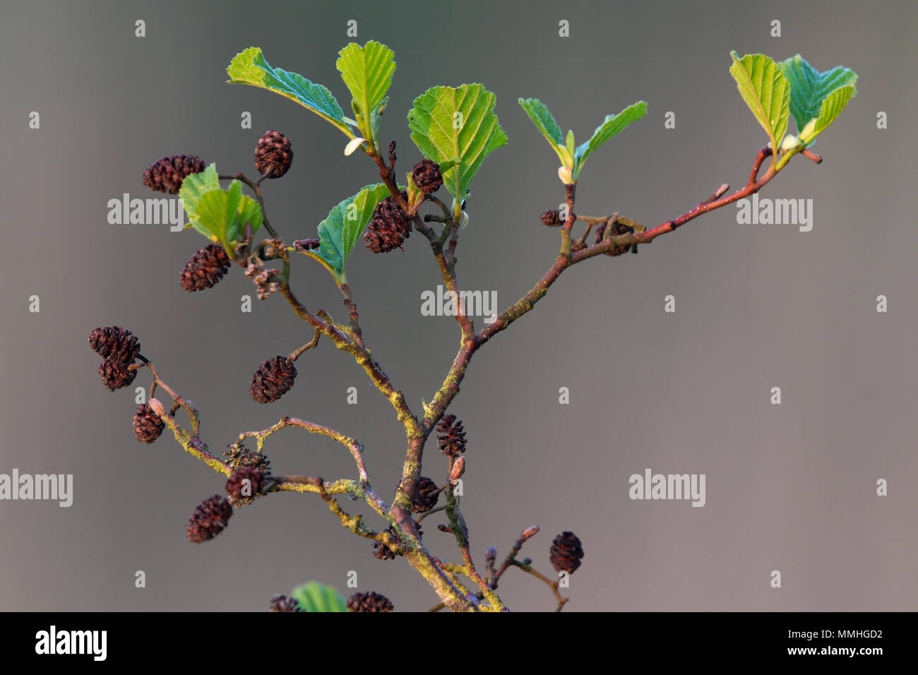 Alder (Alnus glutinosa) foglie fresche e coni di frutta Foto Stock