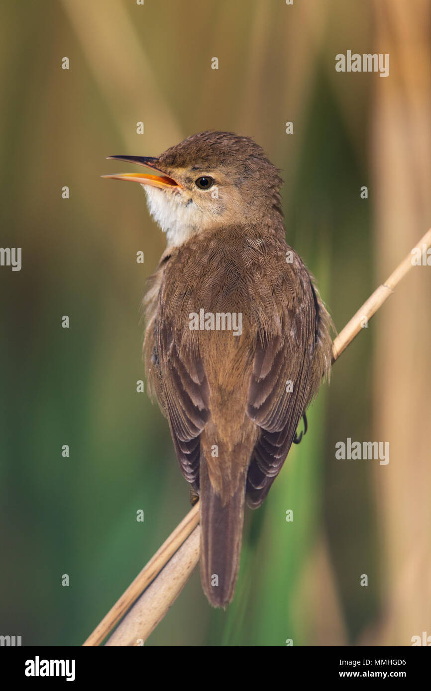 Comune Trillo Reed (Acrocephalus scirpaceus) cantare da un reed Foto Stock