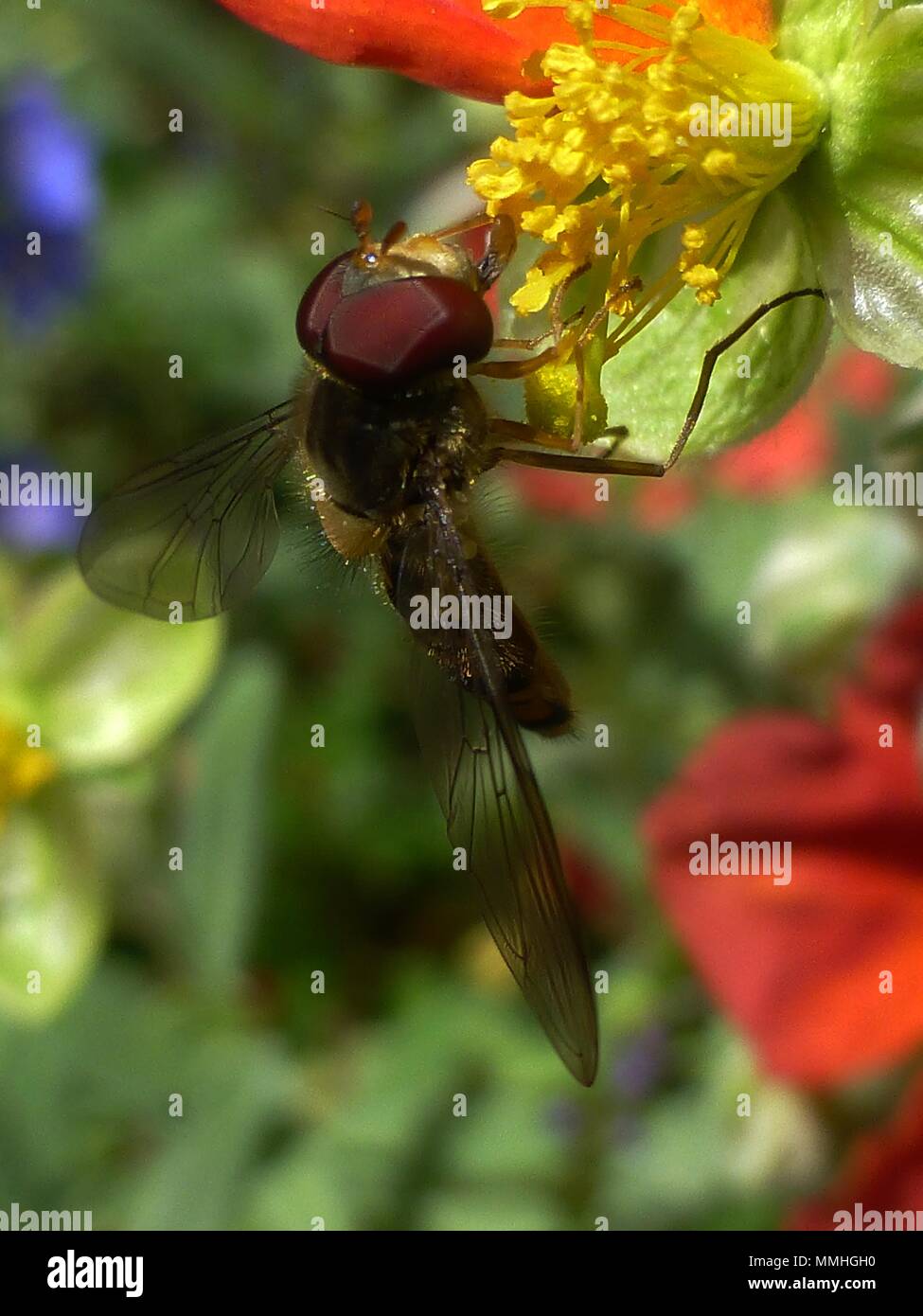 Hover volare su giallo stame-de fiore rosso (Helianthemum) Rock/Sun rose (Cistaceae) macro close up Foto Stock