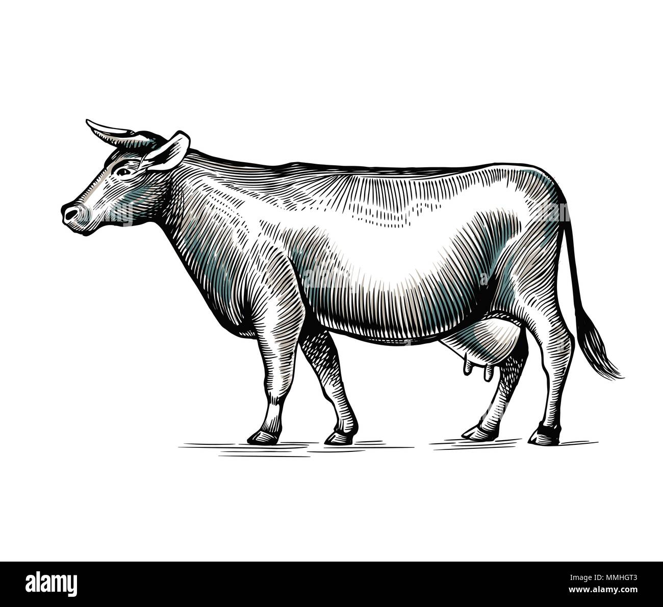 Mucca Disegnata A Mano In Elegante Vintage Incisione O Stile Di Attacco Animale Domestico Isolati Su
