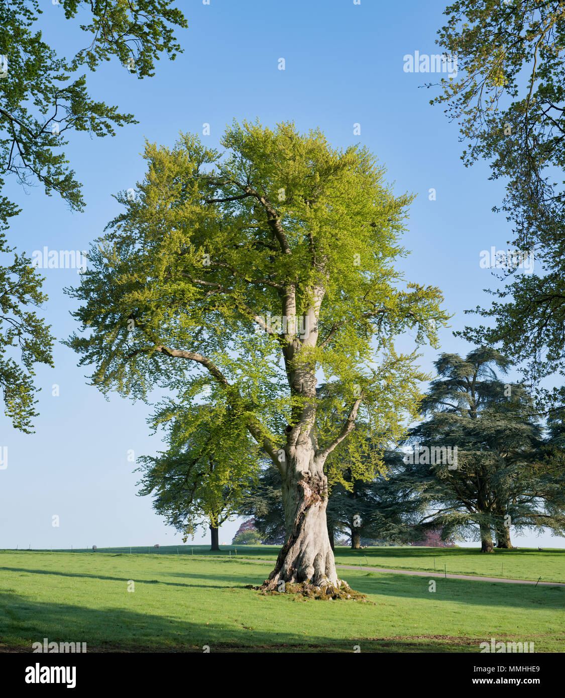 Vecchio faggio nella luce del sole di mattina nel parco di Blenheim, Woodstock, Oxfordshire, Inghilterra Foto Stock