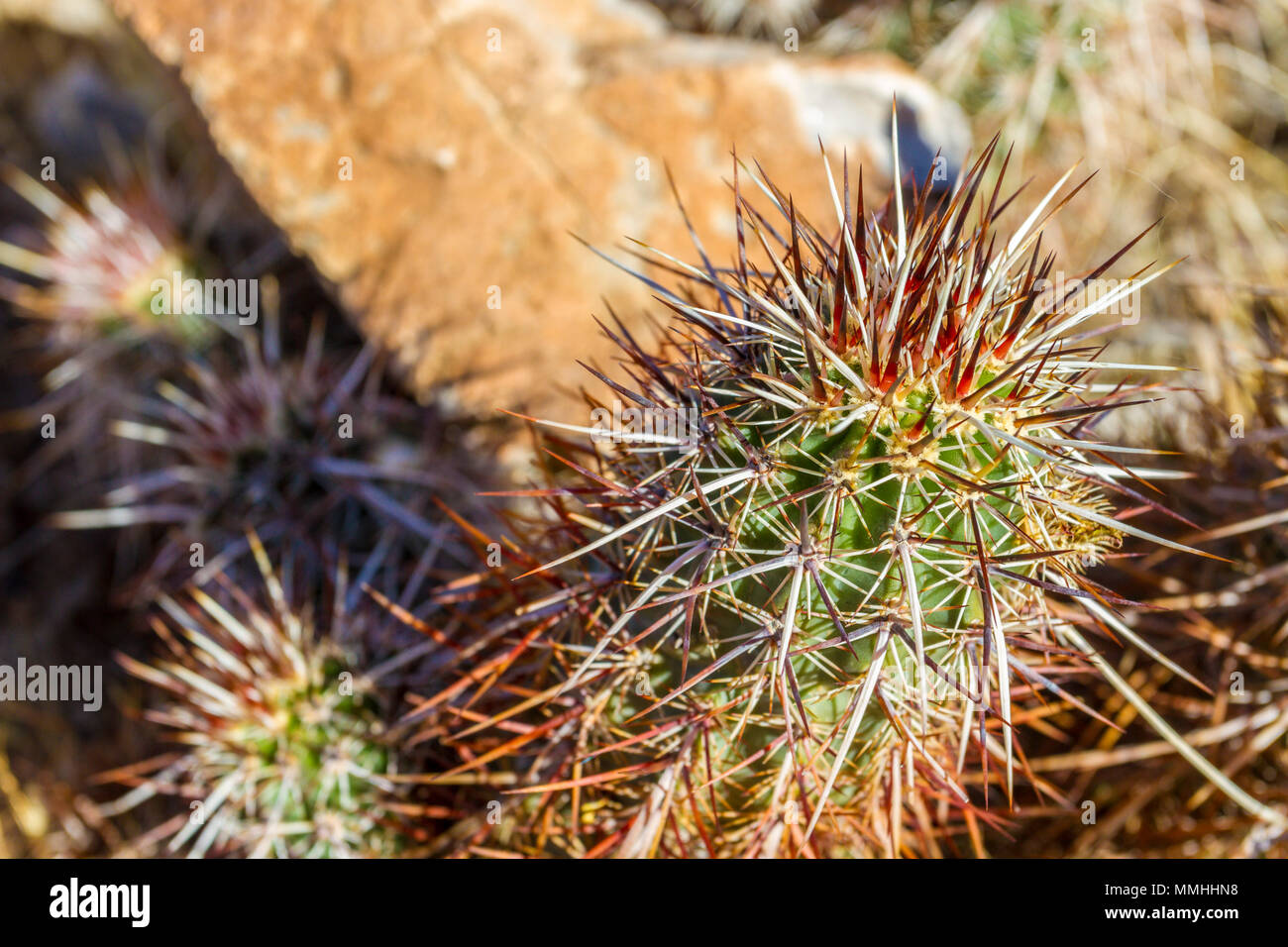 Close up di cactus con spine taglienti al Red Rock Canyon National Conservation Area al di fuori di Las Vegas, Nevada Foto Stock