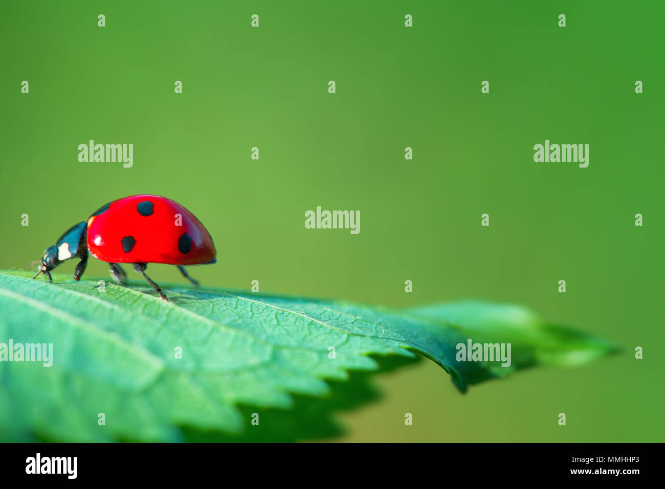 Rosso coccinella sulla foglia verde impianto contro lo sfondo di colore verde, vicino fino Foto Stock