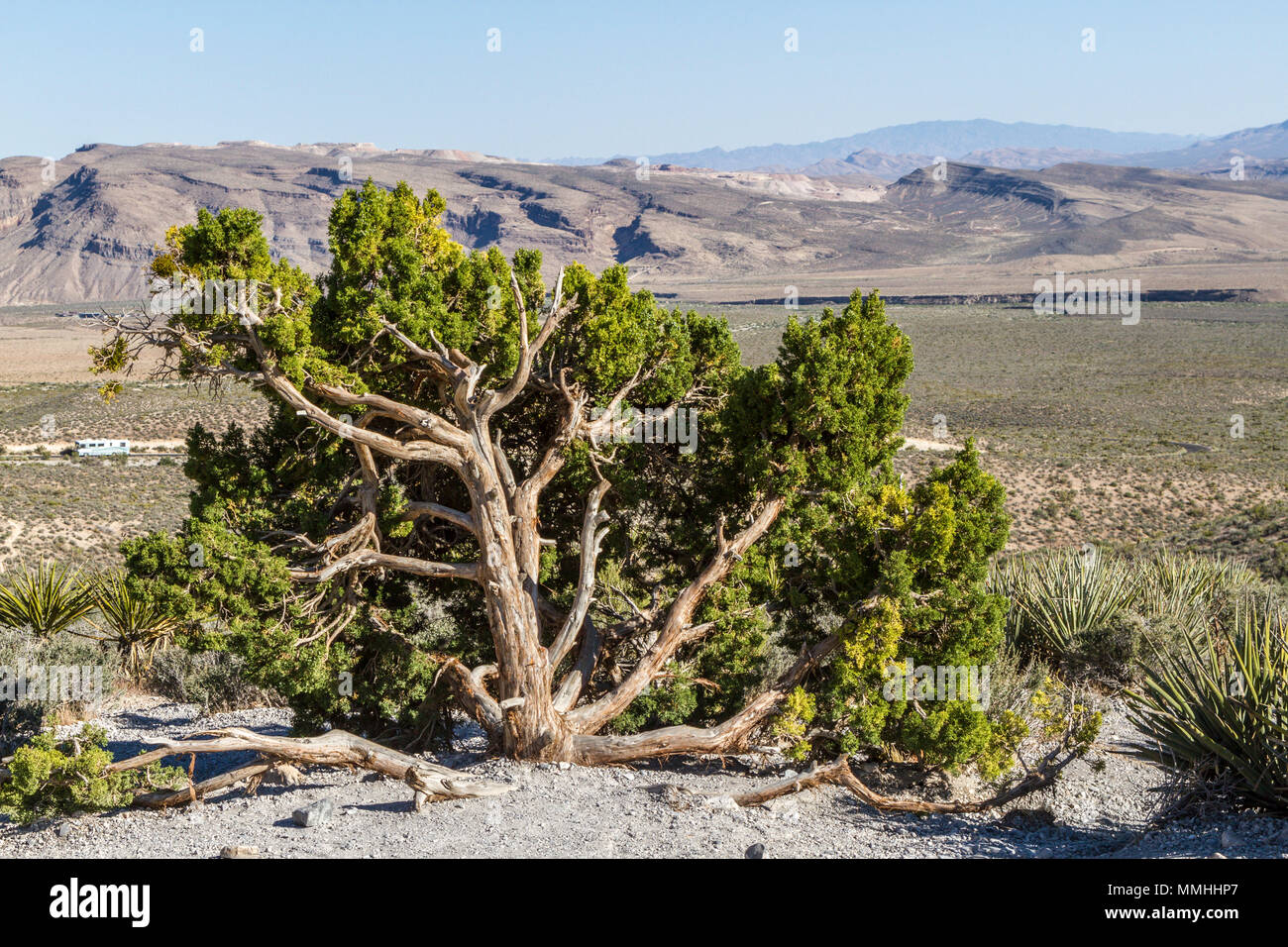 Albero del deserto lungo il sentiero in Red Rock Canyon National Conservation Area al di fuori di Las Vegas, Nevada Foto Stock
