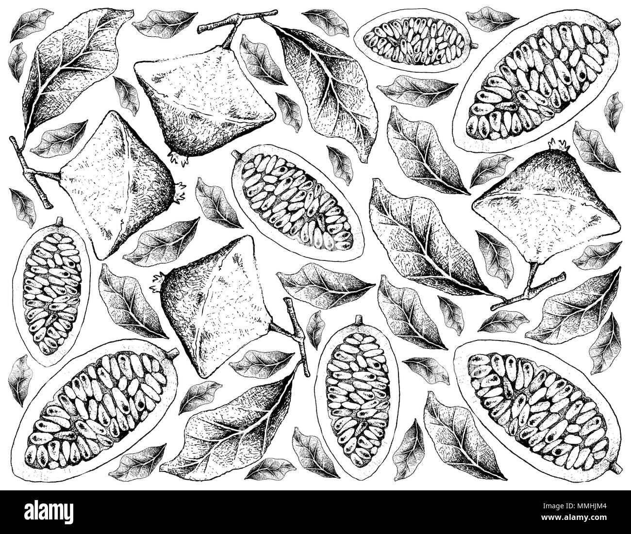 Frutti tropicali, illustrazione Wallpaper di mano il bozzetto Cambuci o Campomanesia Phaea frutto isolato su sfondo bianco. Foto Stock