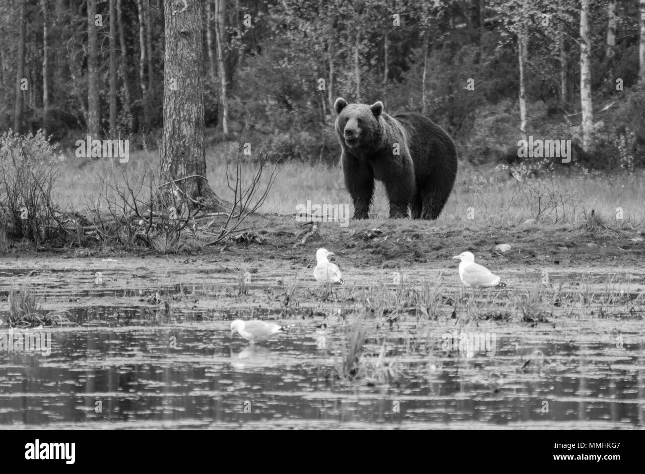 Vista di un maschio di orso bruno, nella regione di Kuusamo, Finlandia Foto Stock