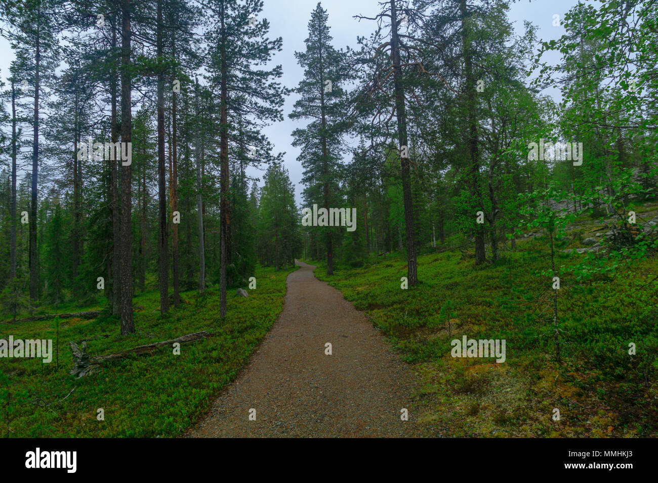 Sentiero della foresta e lungo il sentiero Rykimakero, in Pyha-Luosto National Park, Lapponia, Finlandia Foto Stock