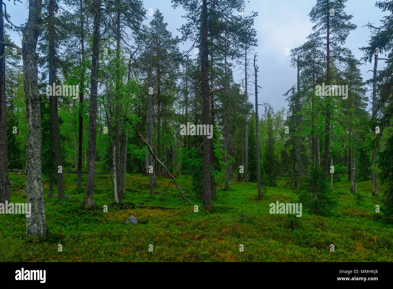Alberi e bosco lungo il sentiero Rykimakero, in Pyha-Luosto National Park, Lapponia, Finlandia Foto Stock