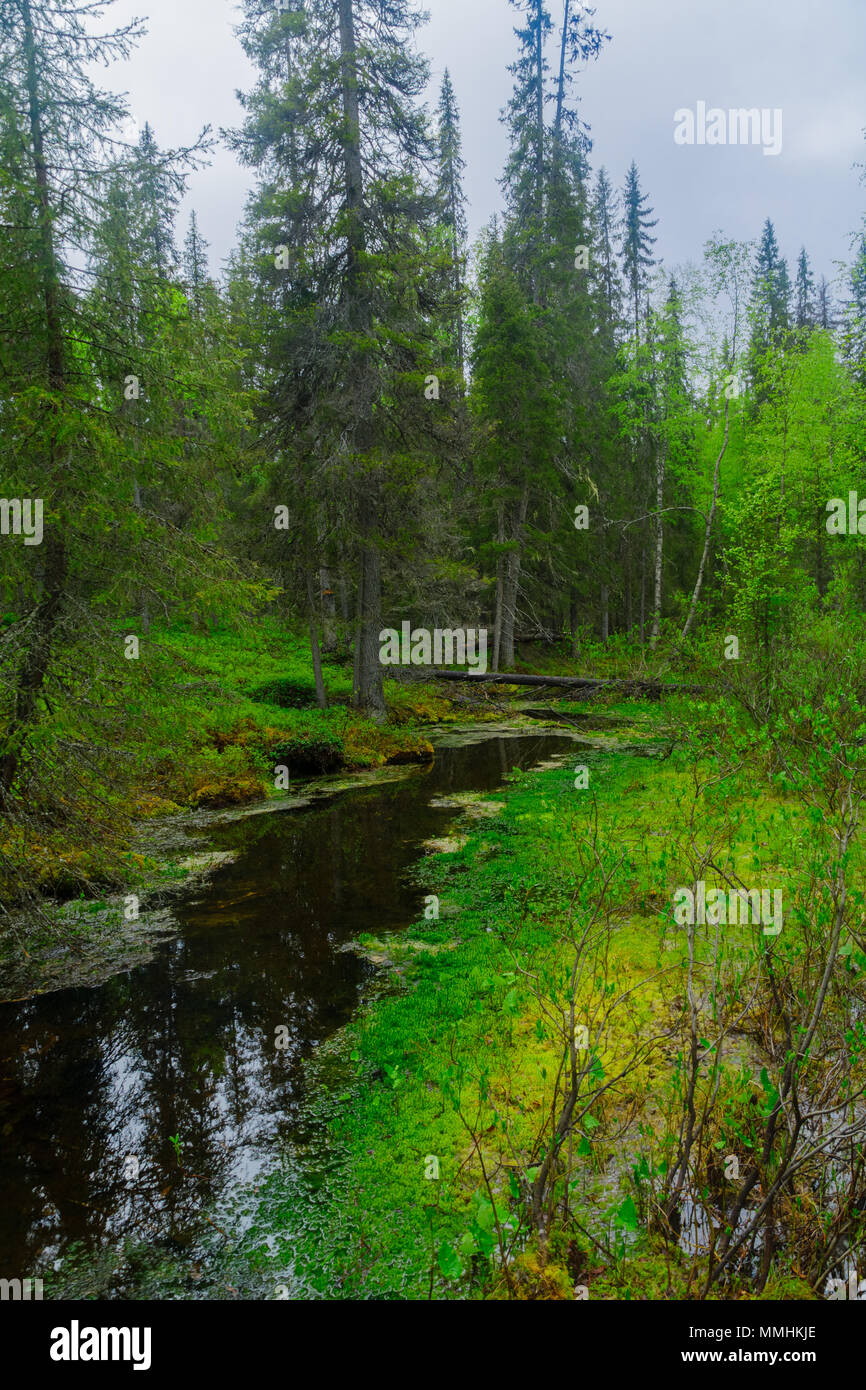 Flusso e foresta lungo il sentiero Tunturiaapa, in Pyha-Luosto National Park, Lapponia, Finlandia Foto Stock