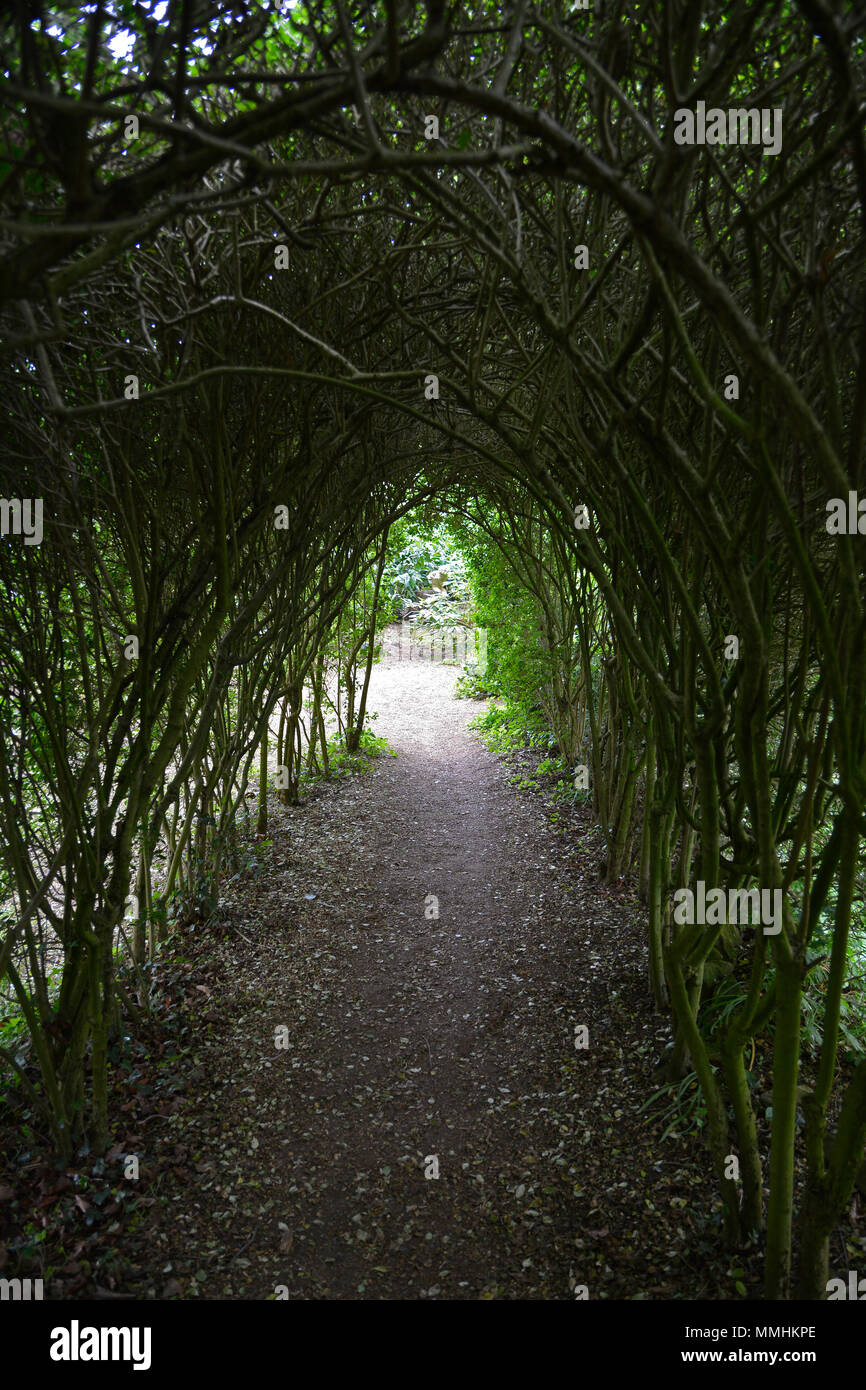 Tunnel di alberi a Coton Manor, Northamptonshire Foto Stock