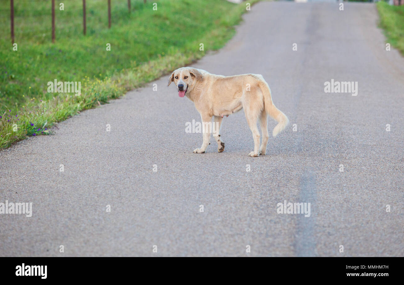 Mastiff cane nel mezzo della strada di campagna. La sicurezza stradale concetto Foto Stock