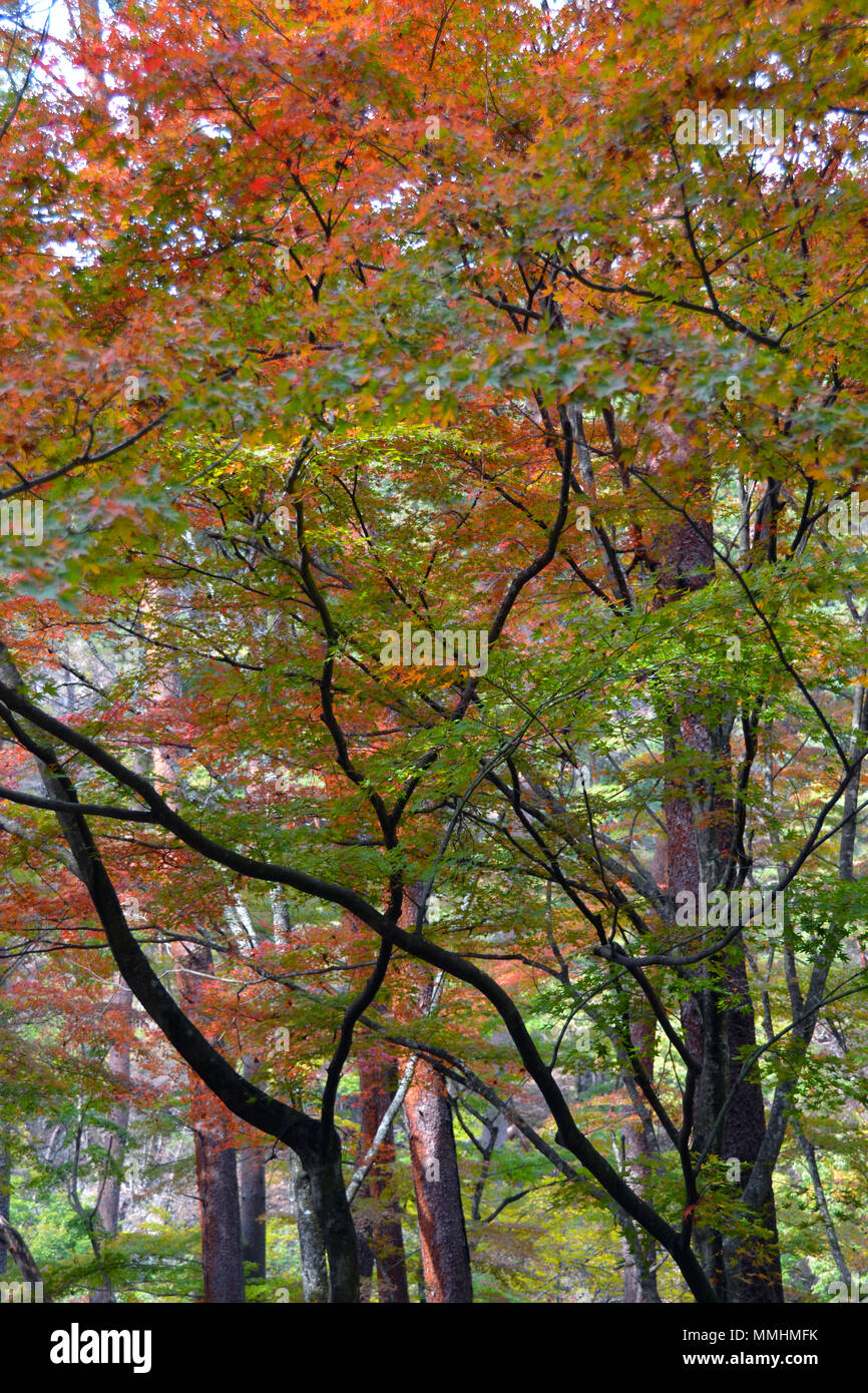 Colori autunnali intorno Shosenkyo Gorge, Giappone Foto Stock