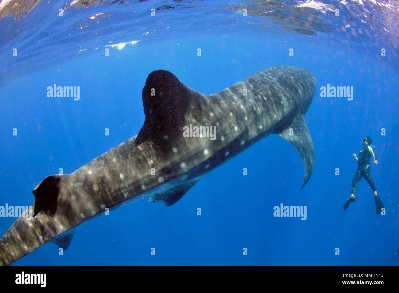 Sommozzatore osserva un squalo balena, Rhincodon typus, Cancun Yucatan, Messico, Mar dei Caraibi Foto Stock