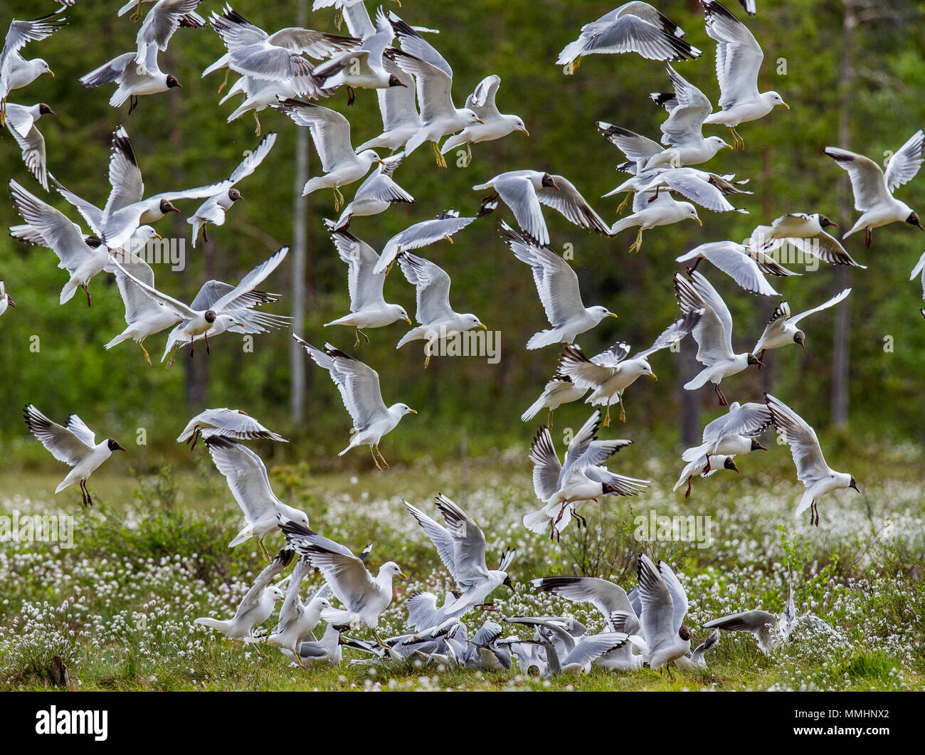 Gli uccelli nella foresta. L'estate. La Finlandia. Foto Stock