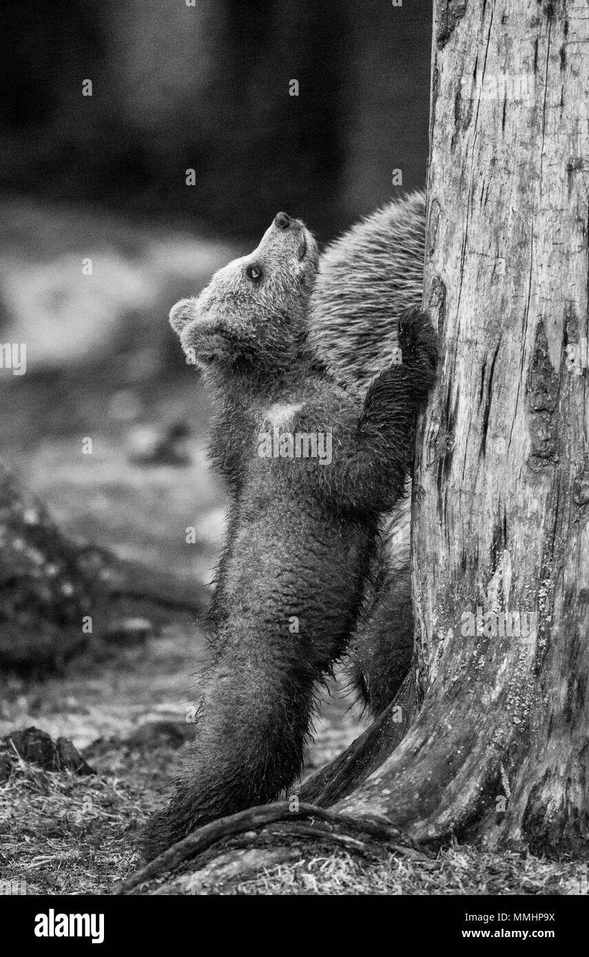 Bear Cub è in piedi vicino l'albero sulle zampe posteriori. L'estate. La Finlandia. Foto Stock
