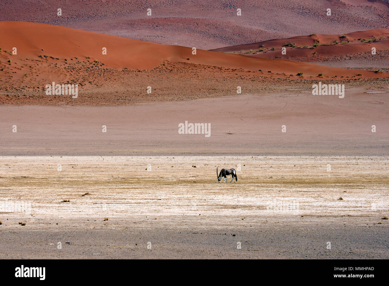Un solitario gemsbok, Oryx gazella, attraversa il deserto del Namib, Namib Naukluft National Park, area Sossusvlei, Sesriem, Namibia Foto Stock