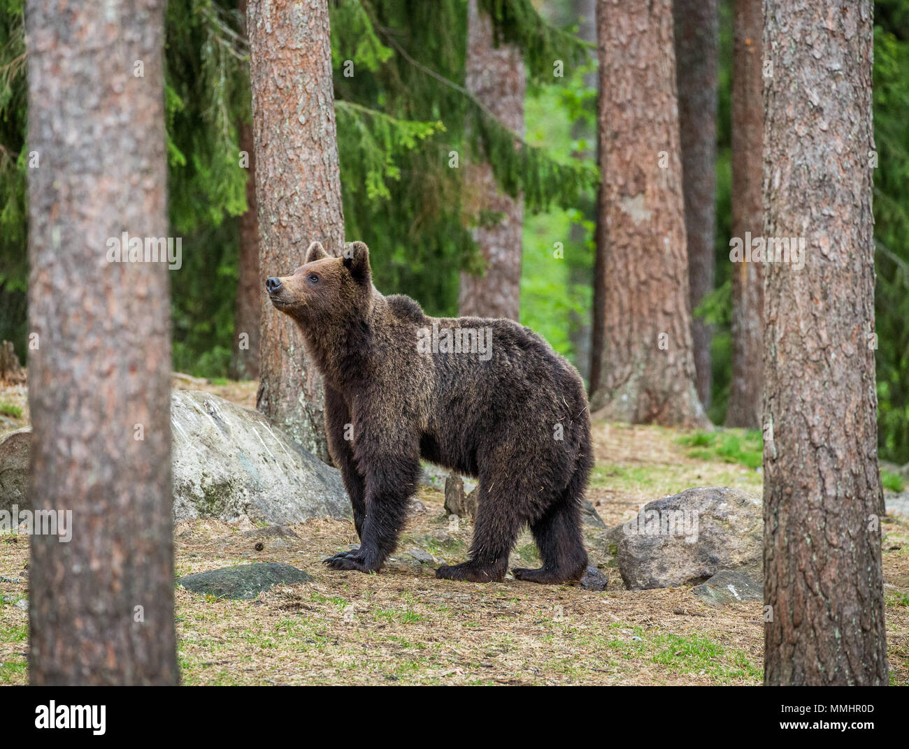 I giovani portano in una foresta tra gli alberi. L'estate. La Finlandia. Foto Stock