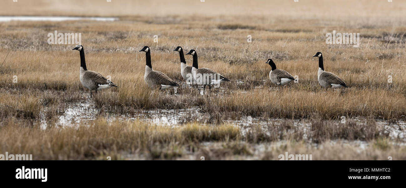 Oche canadesi in zona umida marsh, Virginia, Stati Uniti d'America. Foto Stock