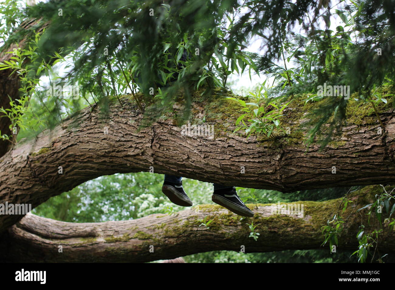 Giovane ragazzo britannico in vacanza esplorando la natura e arrampicarsi sugli alberi. Autostop chiedendo nella foresta Foto Stock
