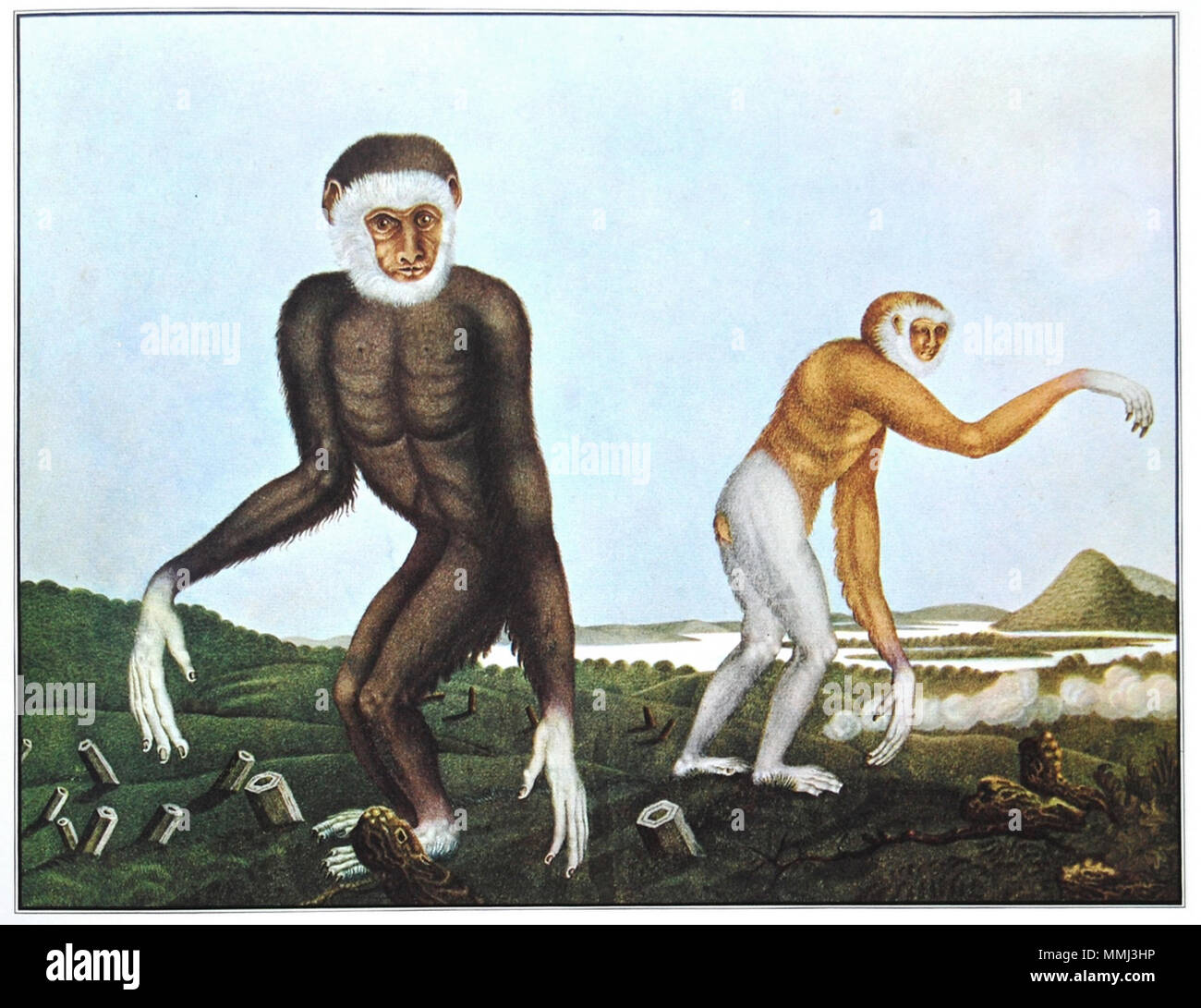 Tedesco: Der Gibbone. 11 aprile 1833. Aloys Zötl (1803-1887) nomi alternativi Aloys Zotl Descrizione pittore austriaco Data di nascita e morte 4 Dicembre 1803 21 ottobre 1887 Luogo di nascita e morte Freistadt, Austria Superiore Eferding, Austria superiore sede di lavoro Austria autorità controllo : Q874512 VIAF:?ISNI 59877689:?0000 0000 8243 3811 ULAN:?500183312 LCCN:?n82275090 GND:?118637193 WorldCat Der gibbone Foto Stock