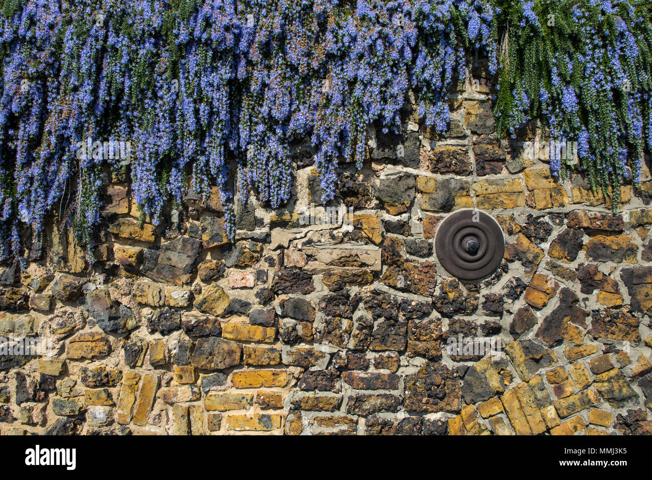 Una parete con un fiore blu a cascata verso il basso. Foto Stock
