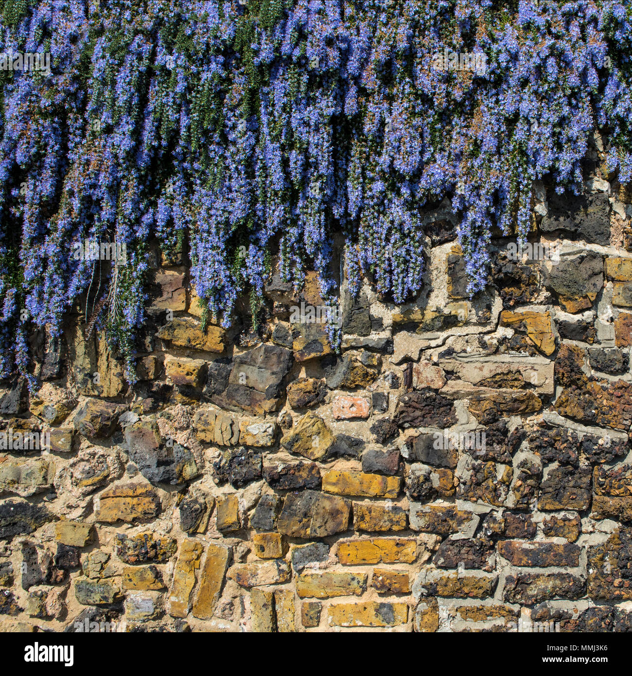 Una parete con un fiore blu a cascata verso il basso. Foto Stock