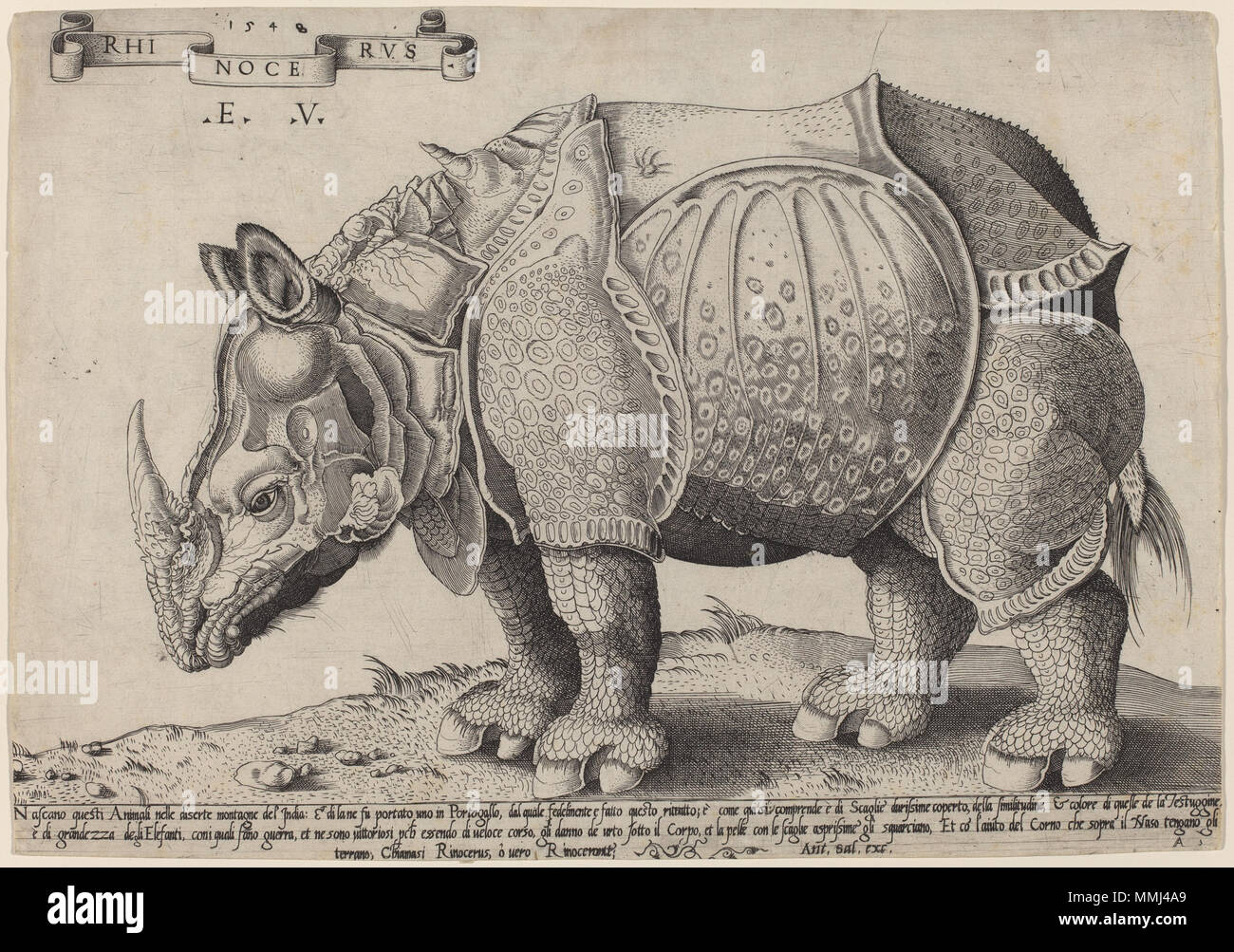 R-20110927-0029.jpg Enea Vico dopo Albrecht Dürer (italiano, 1523 - 1567 ), rinoceronte, 1548, incisioni su carta vergata, dono della sig.ra Robert A. Hauslohner Enea Vico dopo Albrecht Dürer - Rinoceronte Foto Stock