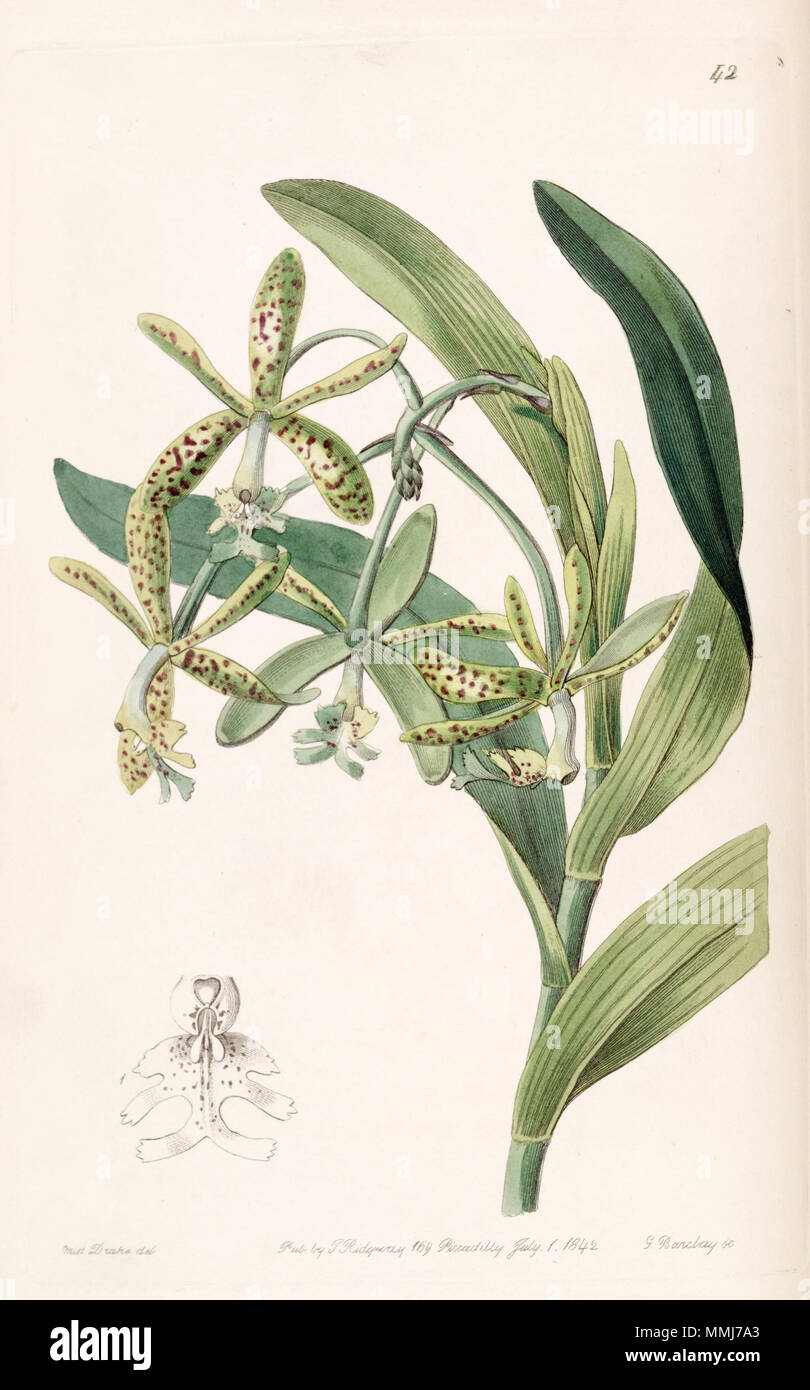 . Epidendrum cristatum (come syn. Epidendrum raniferum) . 1842. Miss Drake (1803-1857) del. , G. Barclay sc. Epidendrum cristatum (come Epidendrum raniferum) - Edwards vol 28 (NS 5) pl 42 (1842) Foto Stock