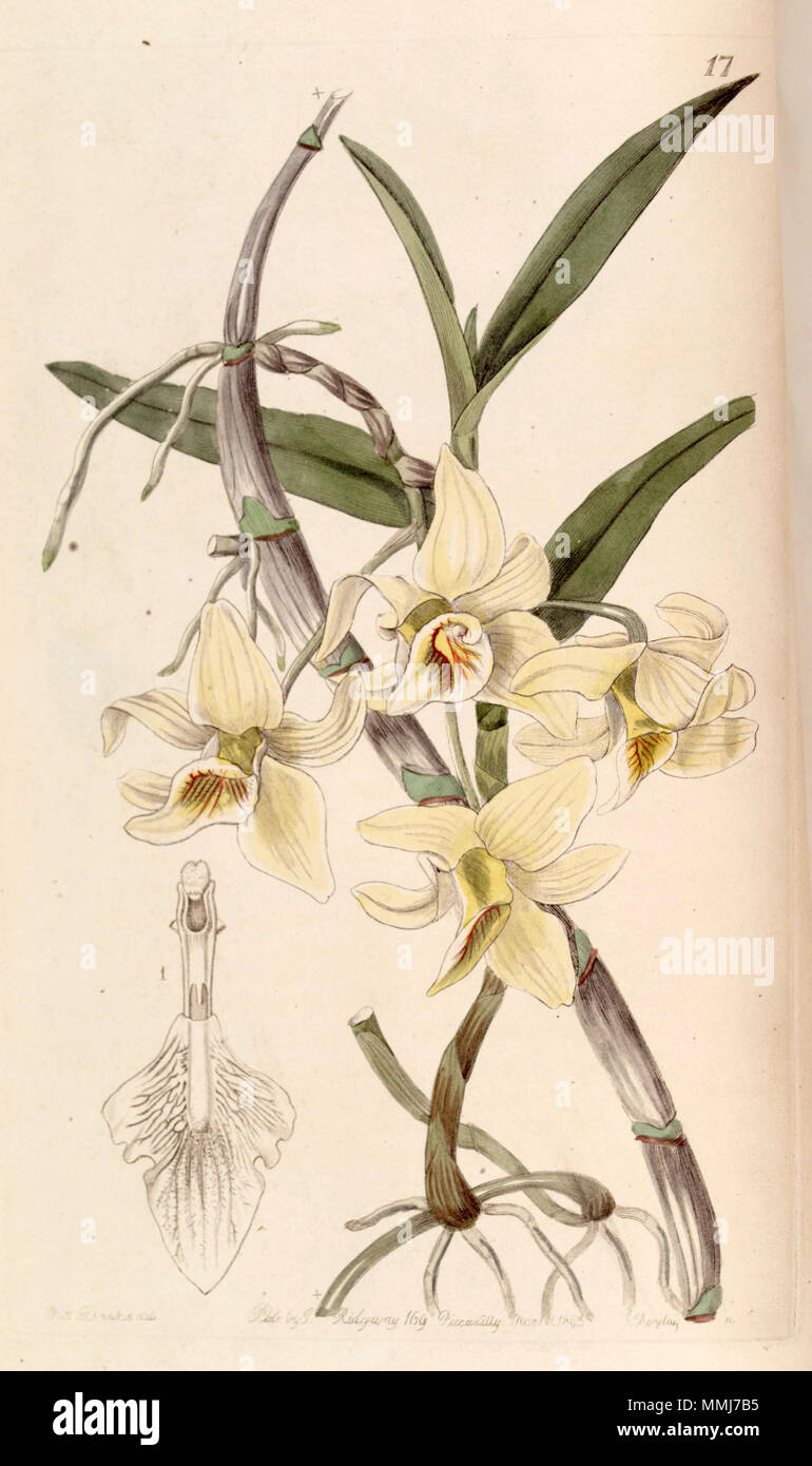 . Dendrobium heterocarpum (come syn. Dendrobium rhombeum) . 1843. Miss Drake (1803-1857) del. , G. Barclay sc. Dendrobium heterocarpum (come Dendrobium rhombeum) - Edwards vol 29 (NS 6) pl 17 (1843) Foto Stock