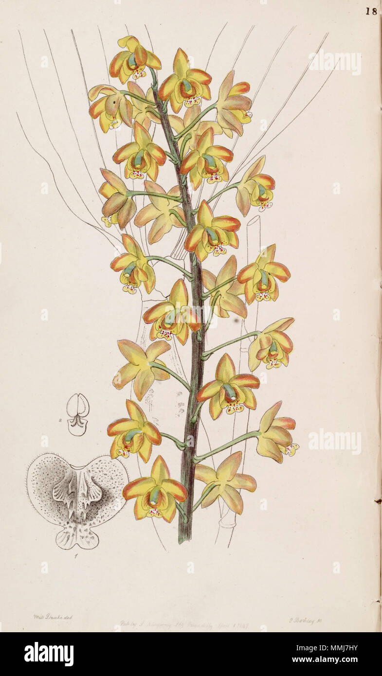 . Eriopsis biloba . 1847. Miss Drake (1803-1857) del. , G. Barclay sc. Eriopsis biloba - Edwards vol 33 (NS 10) pl 18 (1847) Foto Stock