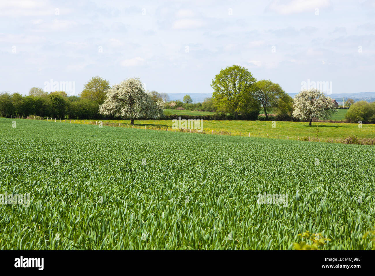 La Normandia/Francia: Un campo verde con giovani piante di frumento e la fioritura degli alberi da frutto Foto Stock
