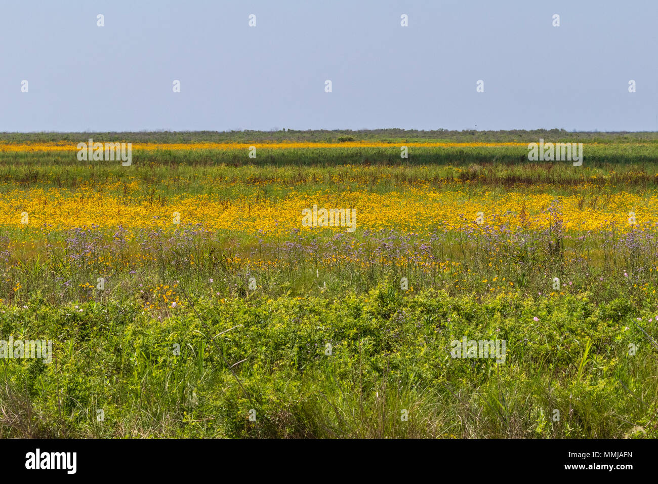 Le pianure Coreopsis (Tickseed) Coreopsis a Anahuac National Wildlife Refuge nel sud-est del Texas. Foto Stock