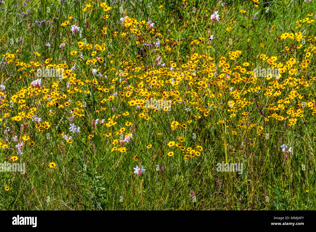 Le pianure Coreopsis (Tickseed) Coreopsis a Anahuac National Wildlife Refuge nel sud-est del Texas. Foto Stock