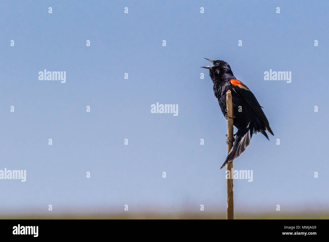 Rosso-winged Blackbird a Anahuac National Wildlife Refuge nel sud-est del Texas. Foto Stock
