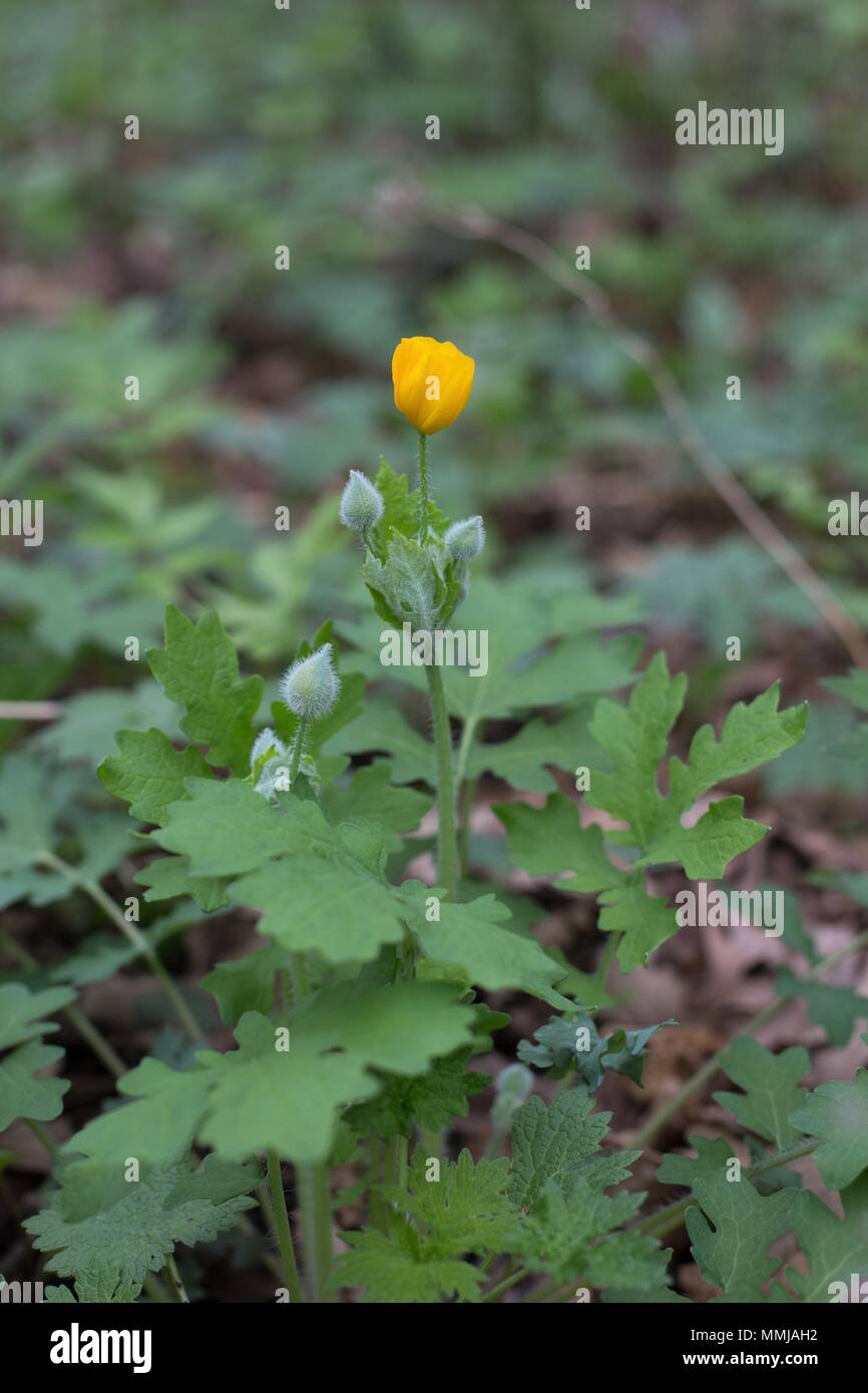 Stylophorum diphyllum al maggiordomo di Eloise giardino di fiori selvaggi di Minneapolis, Minnesota, Stati Uniti d'America. Foto Stock