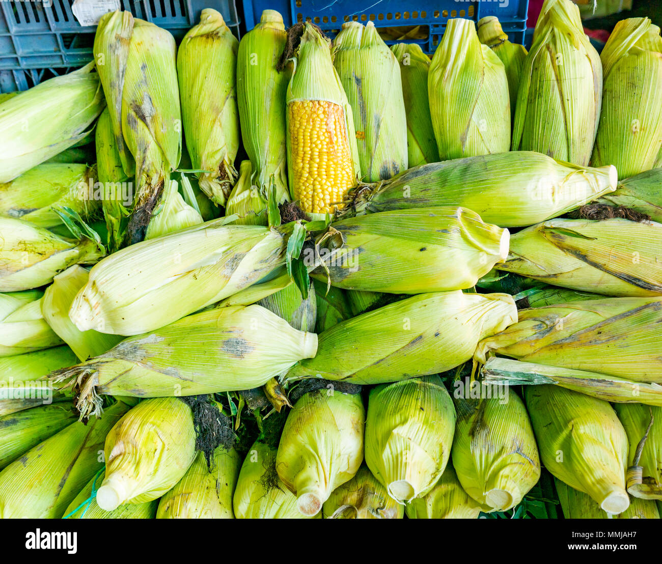 Visualizzazione di sulla pannocchia di mais, Patronata mercato di frutta e verdura, Santiago del Cile Foto Stock
