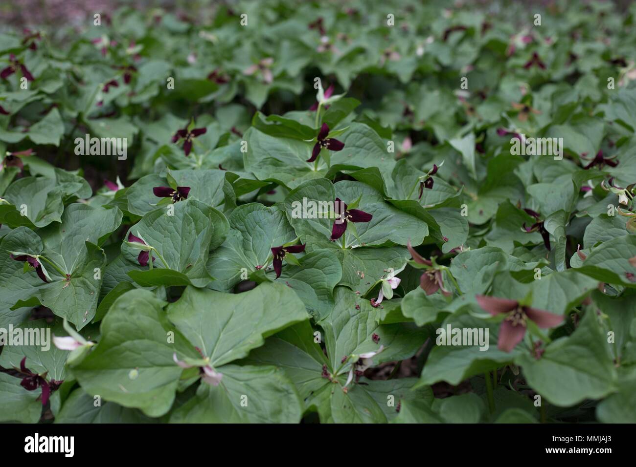 Purple trillium al maggiordomo di Eloise giardino di fiori selvaggi di Minneapolis, Minnesota, Stati Uniti d'America. Foto Stock