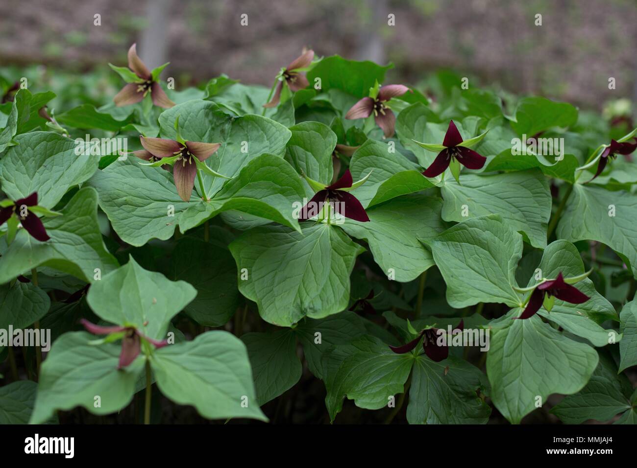 Purple trillium al maggiordomo di Eloise giardino di fiori selvaggi di Minneapolis, Minnesota, Stati Uniti d'America. Foto Stock